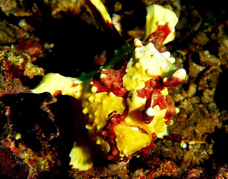 File:Clown frogfish.jpg