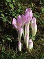 Colchicum byzantinum