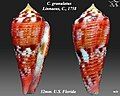 Conus granulatus Linnaeus, C., 1758