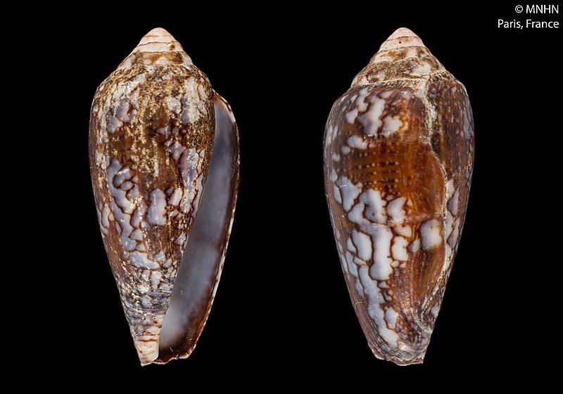 File:Conus praelatus (MNHN-IM-2000-28447).jpeg