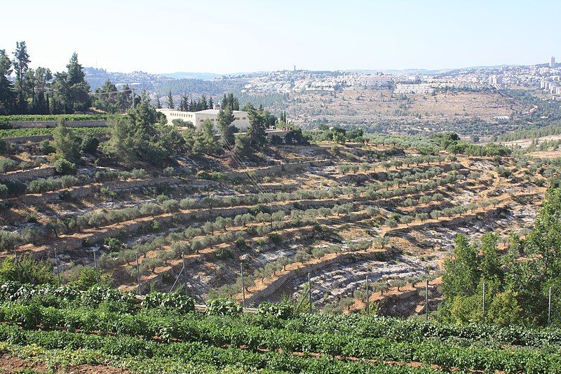 File:Cremisan valley olives.jpg