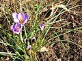 Crocus minimus