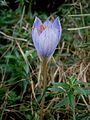 Crocus speciosus side-view