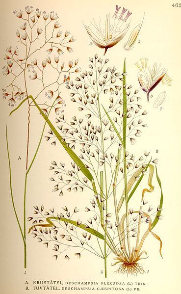 File:Deschampsia flexuosa.jpg