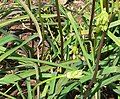 Dichelostemma ida-maia, California Firecracker Plant