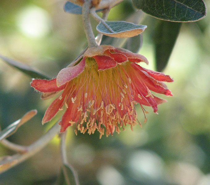 File:Diplolaena grandiflora.jpg