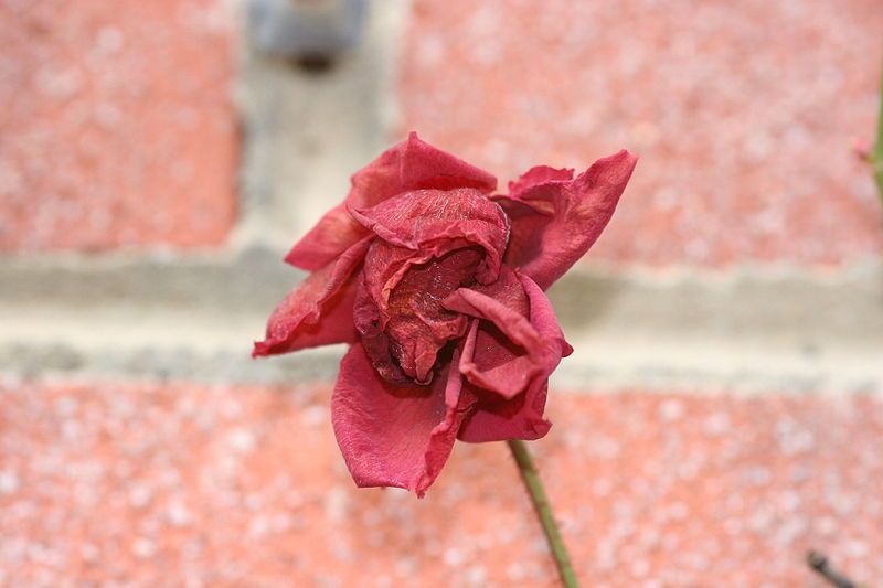 File:Dried rose.jpg