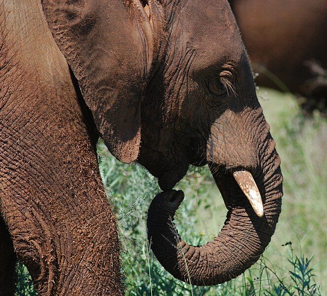 File:Elephant calf (Addo).JPG