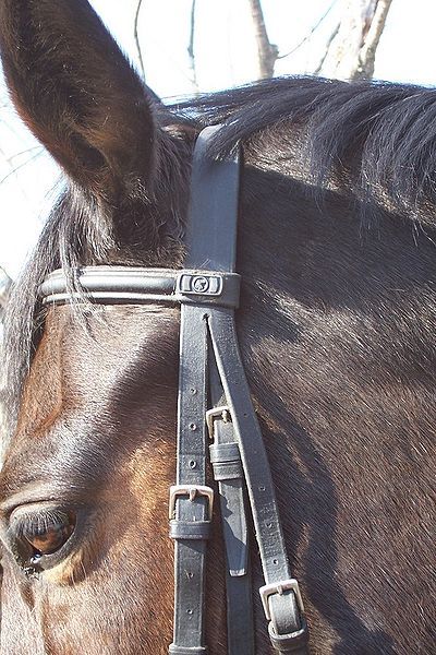 File:English bridle particular.jpg