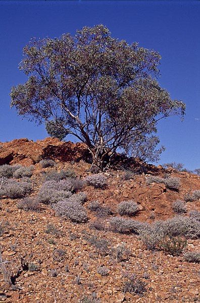 File:Eucalyptus carnei habit.jpg