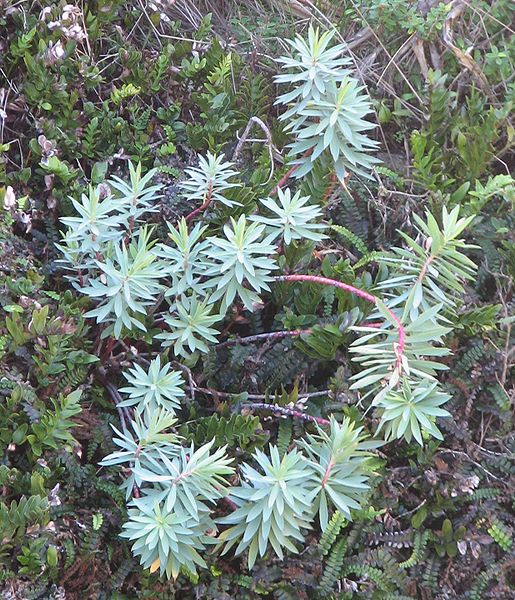 File:Euphorbia glauca.jpg