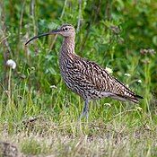 Eurasian curlew