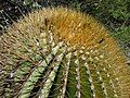 Closeup of spines