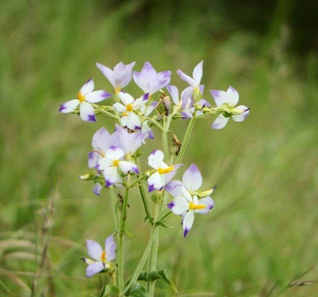 File:Flowers Of Kalenjimale.jpg