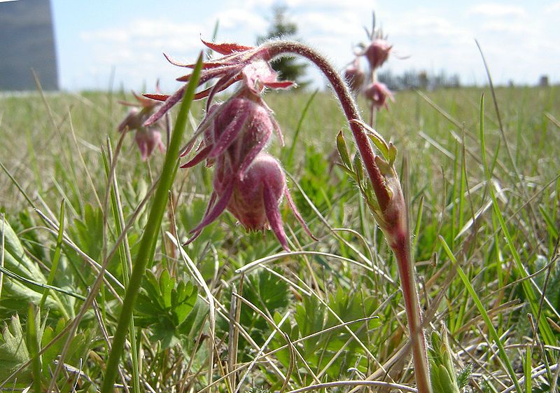 File:Geum triflorum.jpg