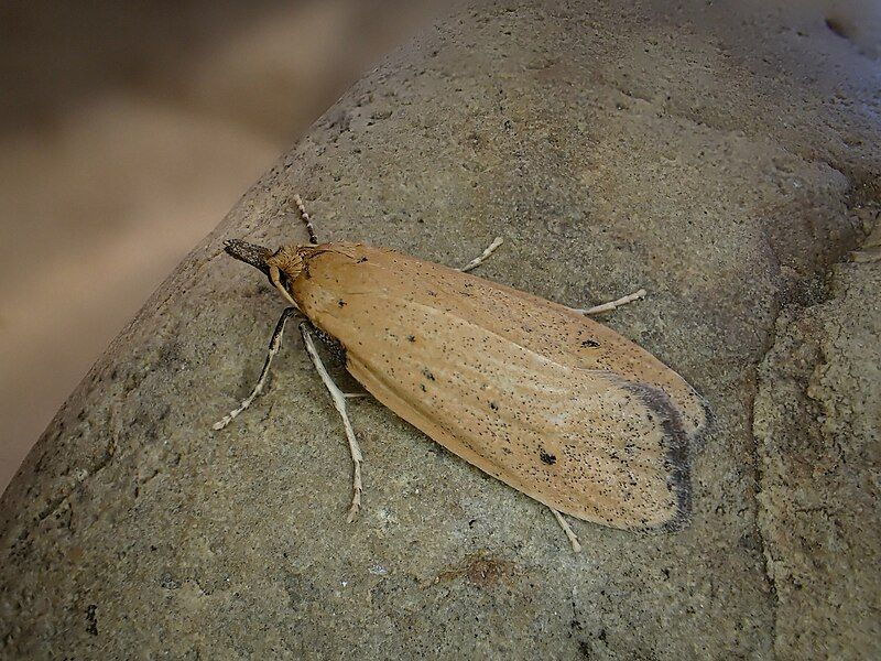 File:Glaphyrarcha euthrepta 345918584.jpg