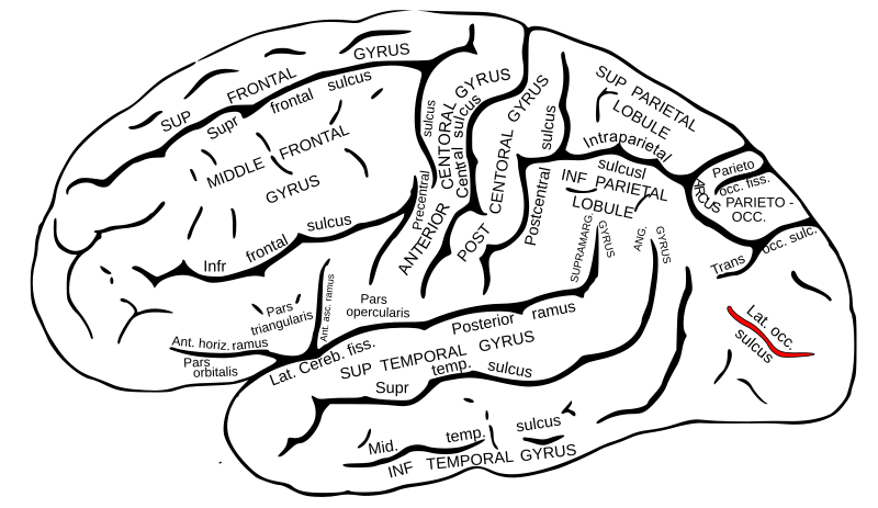 File:Gray727 lateral-occipital sulcus.svg