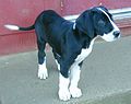 Great Dane puppy