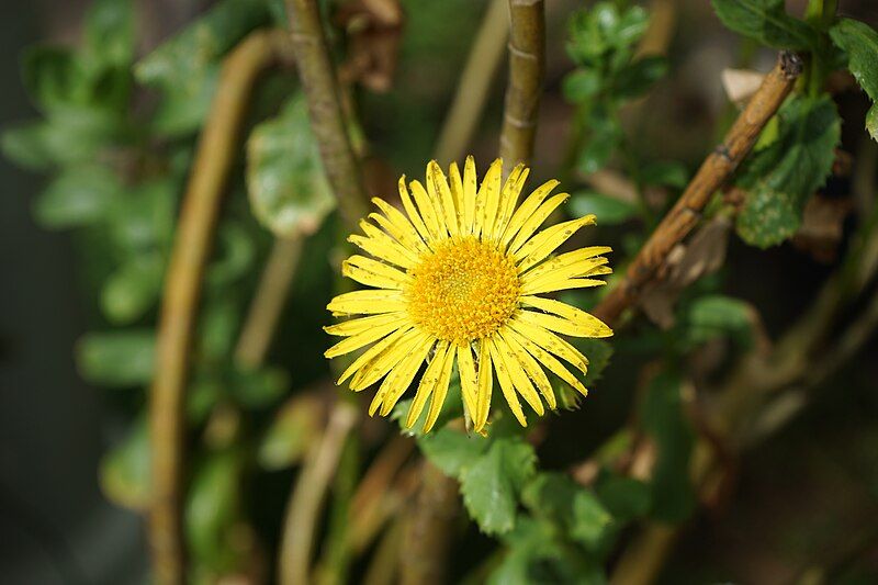 File:Grindelia buphthalmoides.JPG