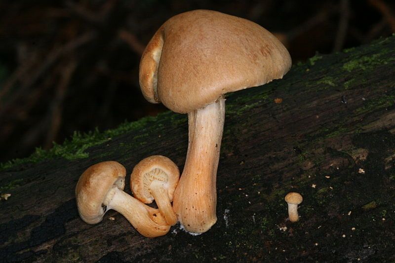 File:Gymnopilus hybridus 296811.jpg