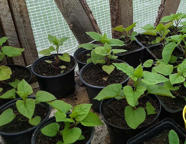 File:Hablitzia tamnoides seedlings.jpg