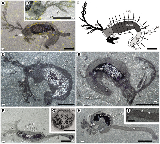 File:Herpetogaster collinsi.png