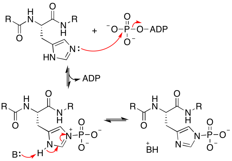 File:Histidine kinase mechanism.png