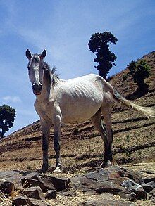 A thin white mare standing on a rocky mountain slope with few trees