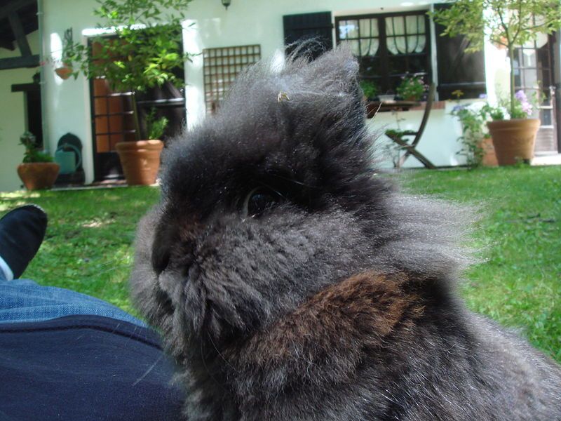 File:Lapin nain.JPG