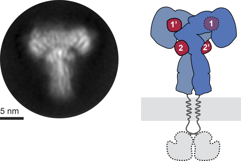 File:Ligand-saturated-cryoEM-IR-structure.png