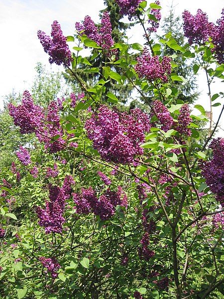 File:Lilac (2).jpg