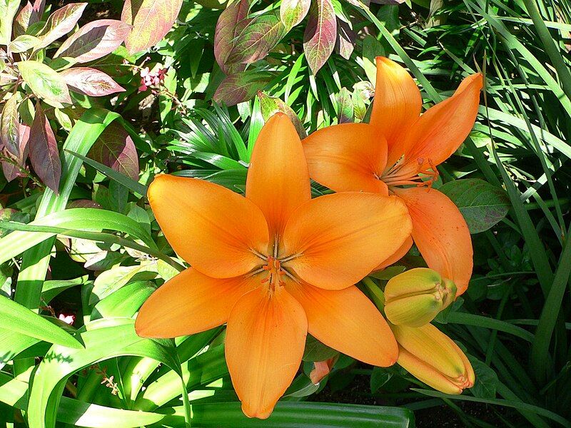 File:Lilium 1.jpg