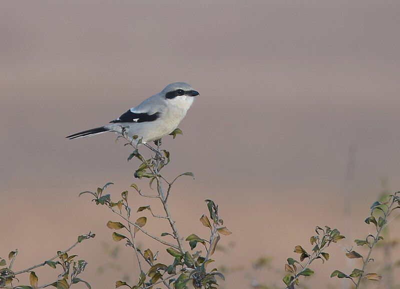 File:Loggerhead Shrike (30725390920).jpg