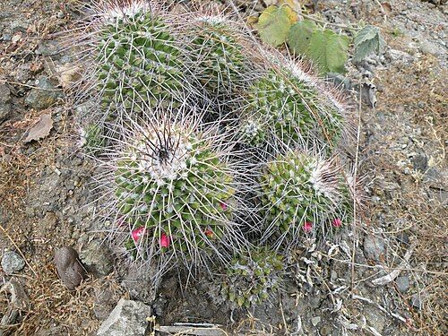 Plants growing near Tomellin, Oaxaca