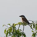 Red-backed shrike.