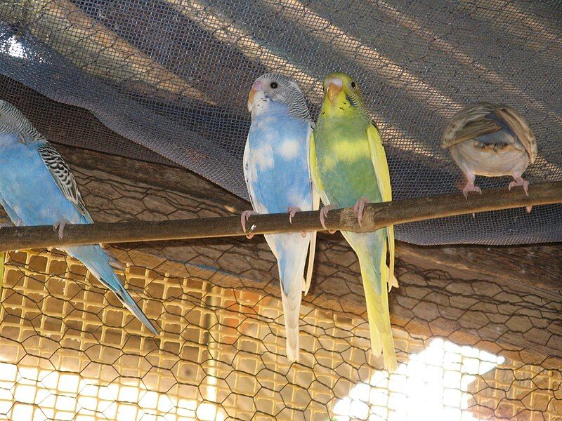 File:Parakeet.JPG