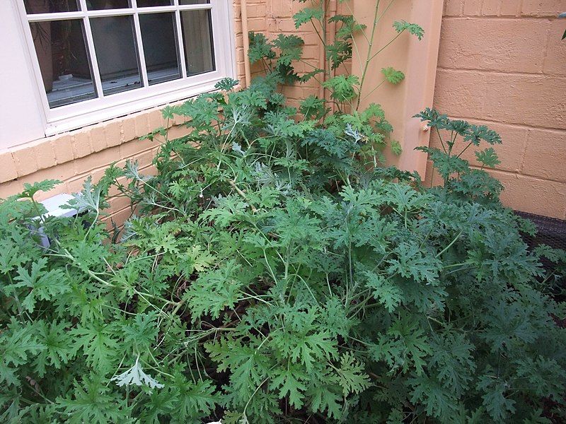 File:PelargoniumCitrosum.jpg