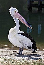 Pelican