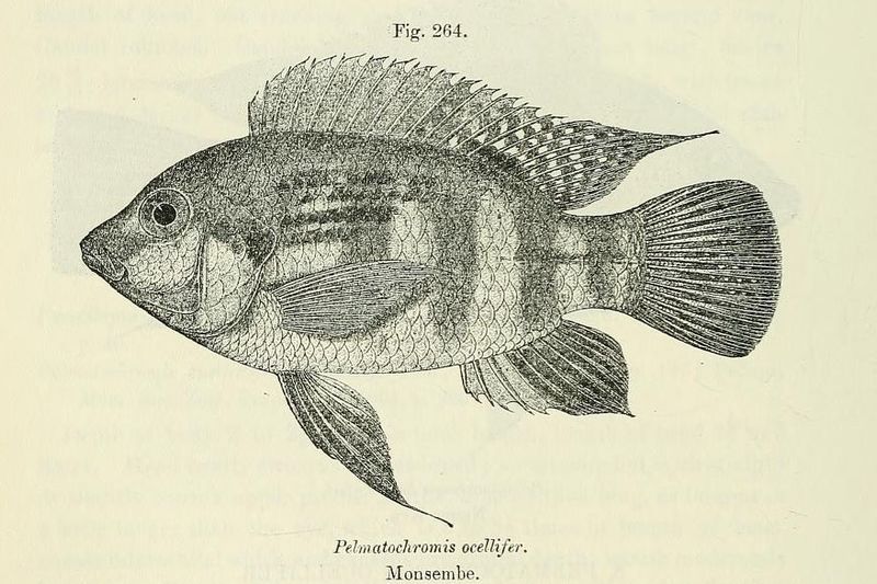 File:Pelmatochromis ocellifer.jpg