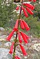 Penstemon eatonii