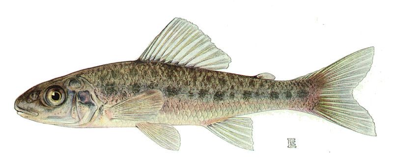 File:Percopsis omiscomaycus.jpg