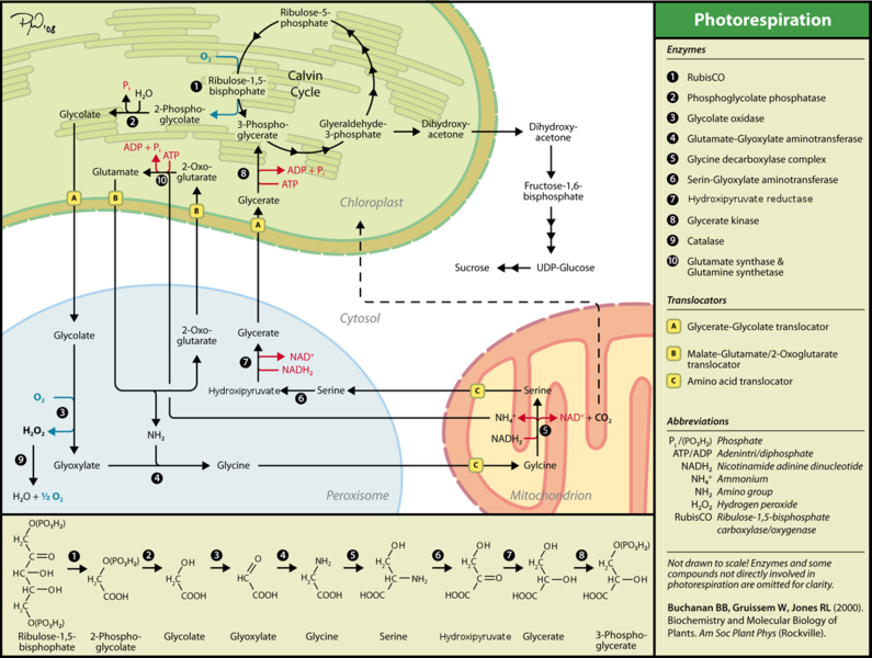 File:Photorespiration eng.png