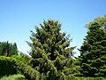 Picea breweriana