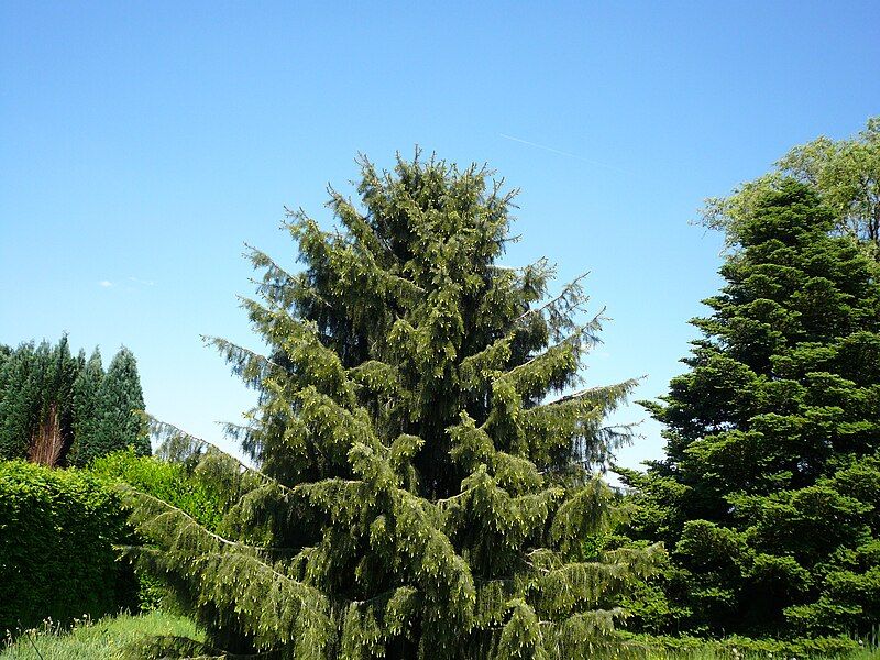 File:Picea breweriana00.jpg