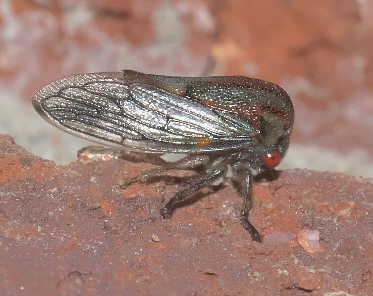 File:Platycotis vittata P1330330b.jpg