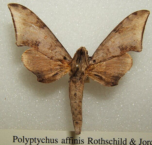 File:Polyptychus affinis sjh.jpg