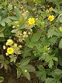 Potentilla delphinensis