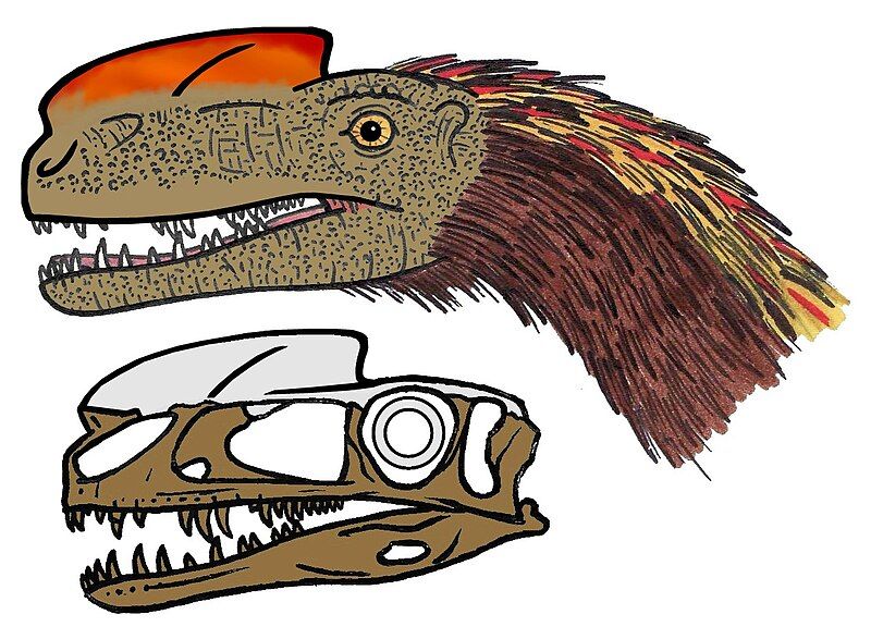 File:Proceratosaurus head reconstruction.JPG