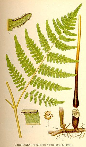 File:Pteridium aquilinum nf.jpg