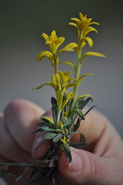 File:Puccinia on Arabis.jpg